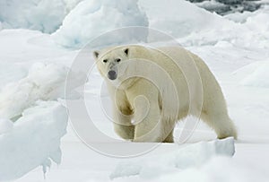 Polar Bear, IJsbeer, Ursus maritimus