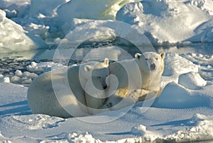 Polar Bear, IJsbeer, Ursus maritimus photo