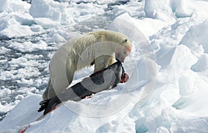 Polar Bear, IJsbeer, Ursus maritimus,