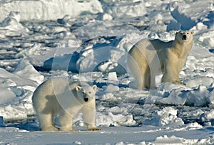 Polar Bear, IJsbeer, Ursus maritimus photo