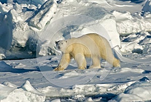 Polar Bear, IJsbeer, Ursus maritimus