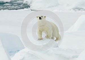 Polar Bear, IJsbeer, Ursus maritimus,