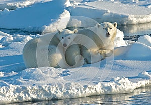 Polar Bear, IJsbeer, Ursus maritimus