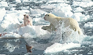 Polar Bear, IJsbeer, Ursus maritimus