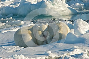 Polar Bear, IJsbeer, Ursus maritimus photo