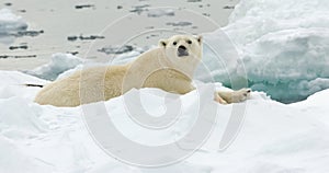 Polar Bear, IJsbeer, Ursus maritimus