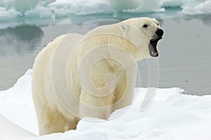 Polar Bear, IJsbeer, Ursus maritimus