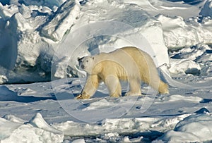 Polar Bear, IJsbeer, Ursus maritimus photo
