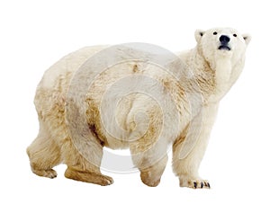 Polar bear. Isolated over white