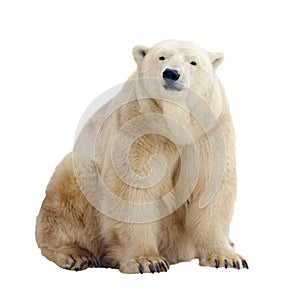 Polar bear. Isolated over white