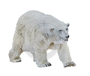 Polar bear isolated on white