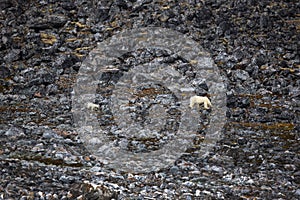 Polar bear and its young dangerously traversing a high rock cliff in Svalbard, Norway