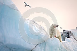 Polar bear and ivory gull