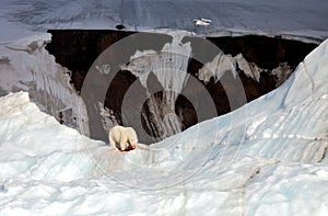 Polar bear and ivory gull