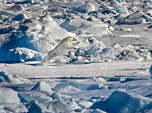 Polar Bear jumping to chase a prey