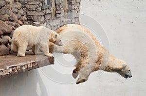 Polar bear jumps off the ledge