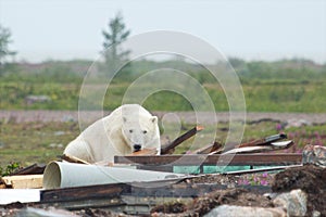 Polar Bear and Junk 1