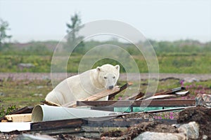 Polar Bear and Junk 2