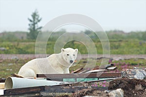 Polar Bear and Junk 3