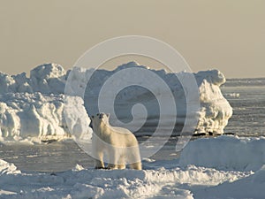 Polar bear, King of the Arctic