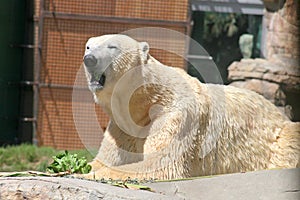 Polar Bear