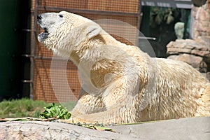 Polar Bear