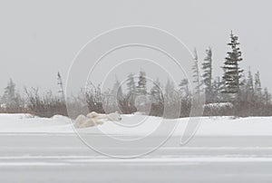 Polar bear laying in snow on the edge of a frozen pond near Churchill, Manitoba