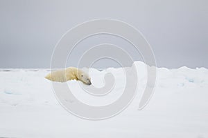 Polar bear lazing about on the Arctic ice