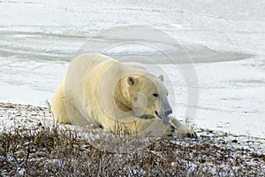 Polar Bear licking his paw In Arctic