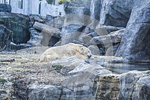 The polar bear lies has a rest among rocks in zoo. A photo in a haze, an indistinct picture because of aquarium glass. Predator