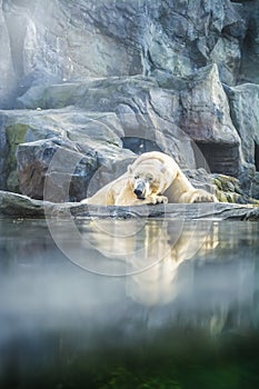 The polar bear lies has a rest among rocks in zoo. A photo in a haze, an indistinct picture because of aquarium glass. Predator