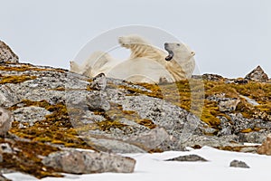 A polar bear lies on its back on a snowy stony hill overgrown with mosses and yawns