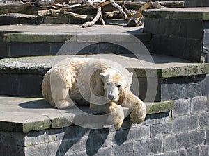 polar bear lies in a zoo enclosure