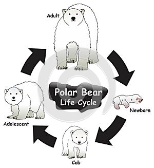 Polar Bear Life Cycle Infographic Diagram