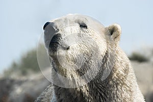 Polar bear lifting head