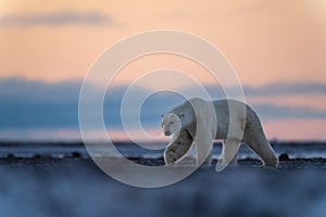 Polar bear lifts paw walking across tundra