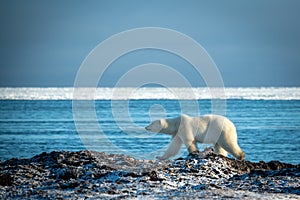 Polar bear lifts paw walking along shoreline