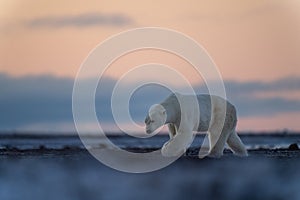 Polar bear lifts paw walking over tundra