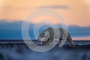 Polar bear lifts paw walking on tundra