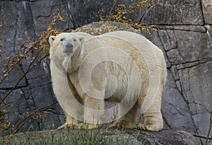 Polar bear looking