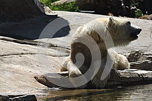 Polar bear looking around laying on the rock