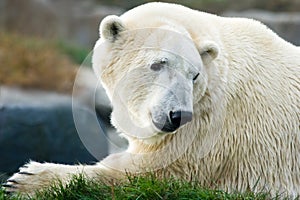 Polar bear looking backward