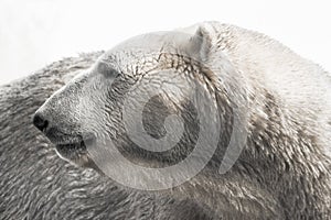 Polar bear looking backward