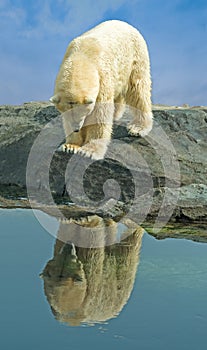 Polar bear looking at his reflection
