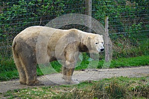 Polar bear looking out