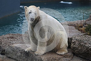 Polar bear that looks a bit sad conservation is essential for this species