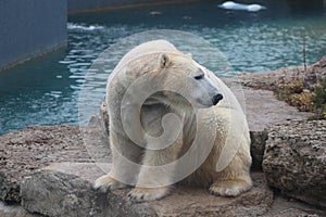 Polar bear that looks a bit sad conservation is essential for this species