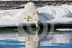 The polar bear looks at his reflection in the water