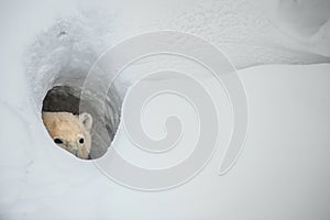 The polar bear looks out of a snow den