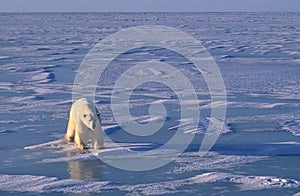 Polar bear, low bright side light in Arctic